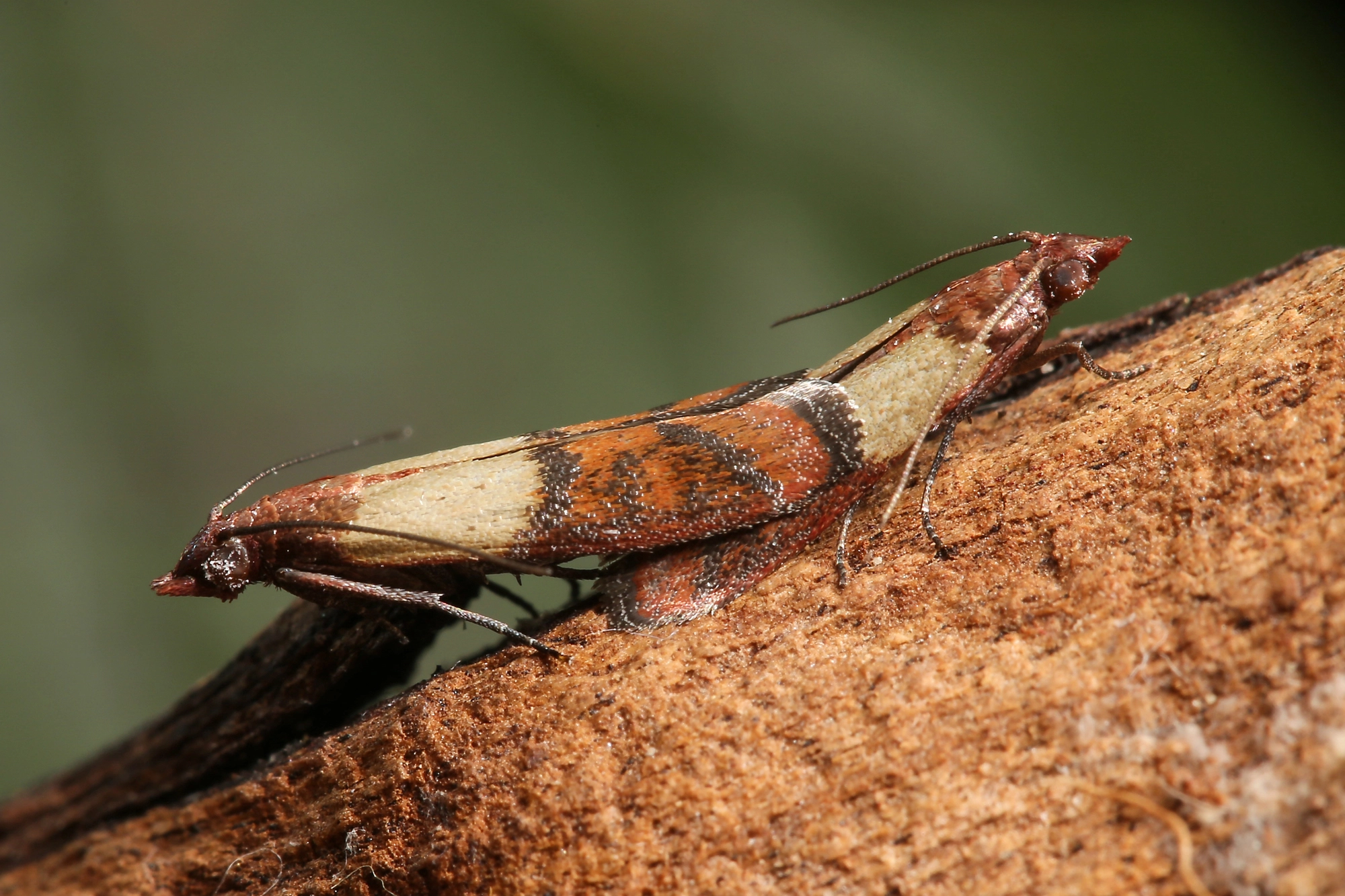 Indian Meal Moth