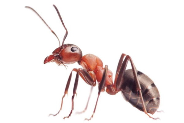 Common Missouri Ants
