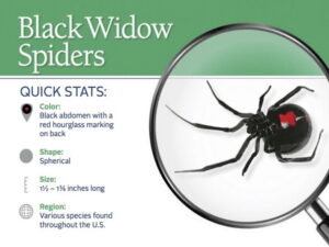 The infamous Black Widow spider