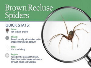 The Brown Recluse spider