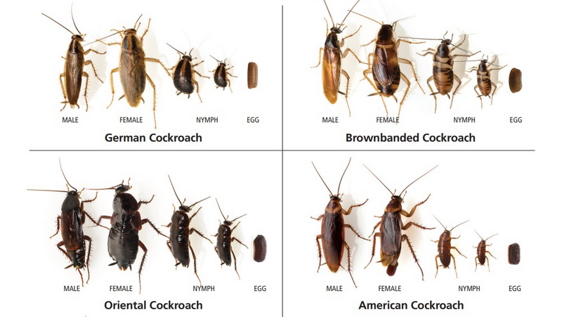 cockroach compare