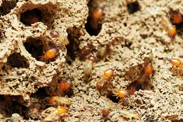 Termite Info