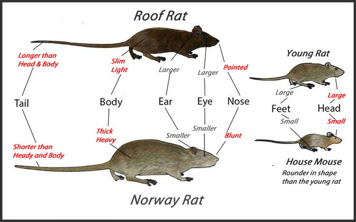 Norway rat vs Roof rat