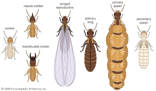 Termite identification