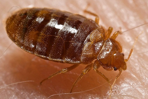All About BedBugs