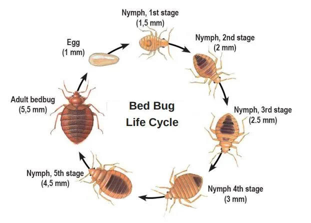 bedbug identification