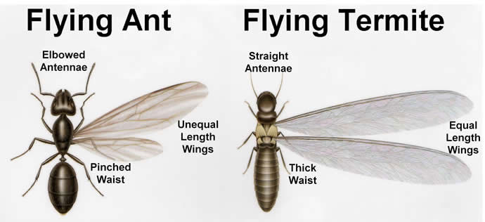 Termite vs. Flying ant identification