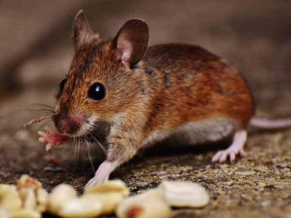 mouse rodent
