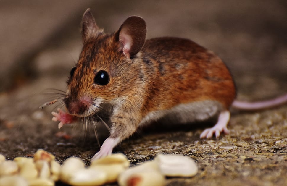3 Steps: Humane Rodent Control
