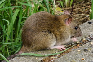 Rats and Mice