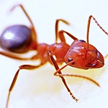 Ants