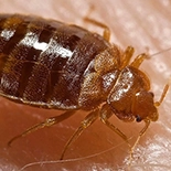 Bed Bugs