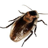 Cockroach Prep