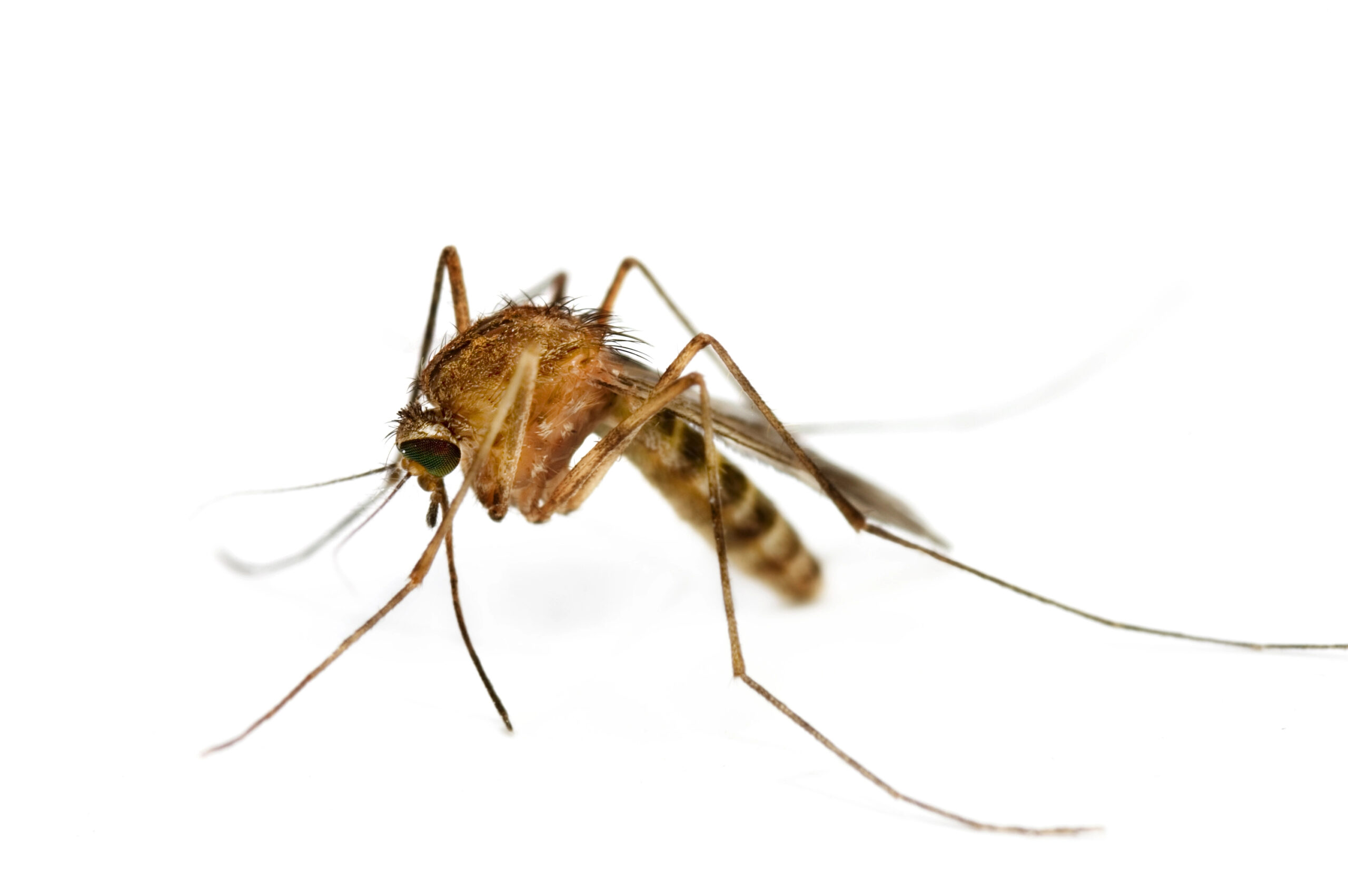 mosquito control