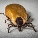 Fleas and Ticks