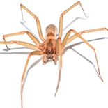 Missouri Spiders
