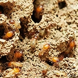 Termites