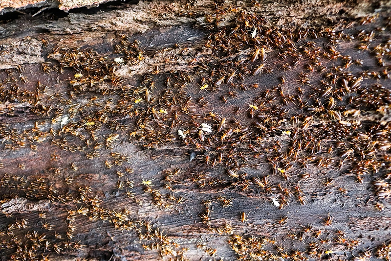 How to Protect Your Home from Ants and Termites During Spring in Columbia MO Colony of termites eating a tree during Spring in Columbia, MO